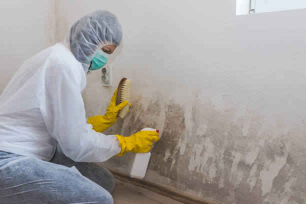 Why You Should Choose Our Mold Remediation Services in North Amityville, NY